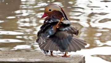 duck-mandarin-ducks-water-drip-162253